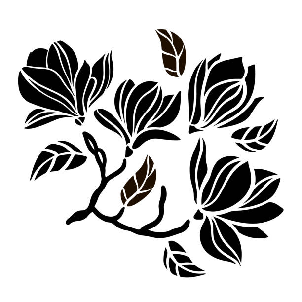 ilustraciones, imágenes clip art, dibujos animados e iconos de stock de magnolia branch contornos de flores clipart vector illustration set - magnolia