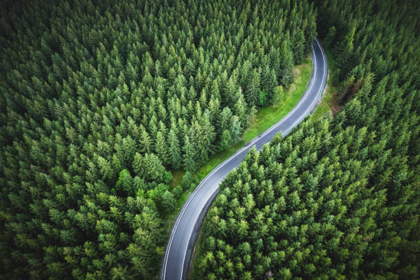 vista aérea de la carretera de montaña en un bosque verde - pino conífera fotos fotografías e imágenes de stock