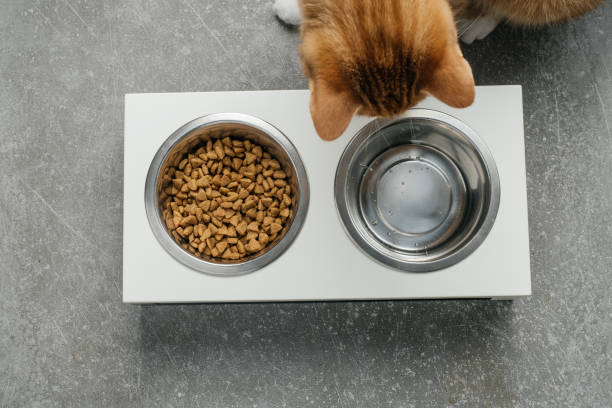 istock Ginger cat is eating from the bowl, complete and balanced diet 1330598148