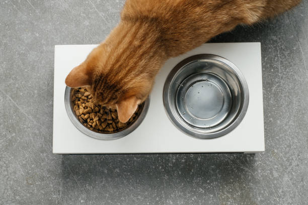 istock Ginger cat is eating from the bowl, complete and balanced diet 1330598185