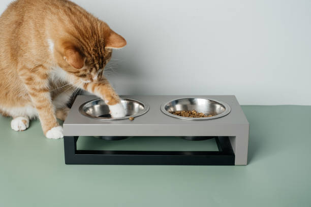 Ginger cat is eating from the bowl, complete and balanced diet Ginger cat is eating from the bowl, food and water in connected heavy plates at home. Animal can not split the water. complete and balanced diet cat water stock pictures, royalty-free photos & images