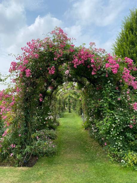 Beautiful Rose Arch in the garden.