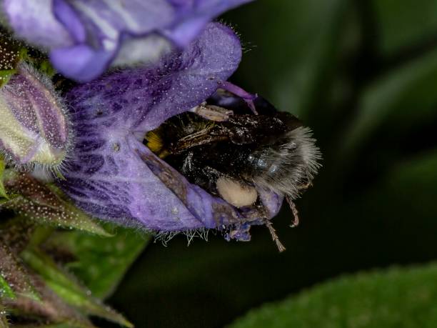 istock Purple Aconitum Plant & Bumble Bee. 1330598536