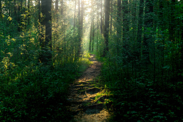 forest landscape trail in the woods with sunbeams