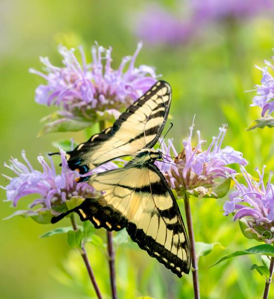 istock Beautiful Eastern Tiger Swallowtail Butterfly 1330599341