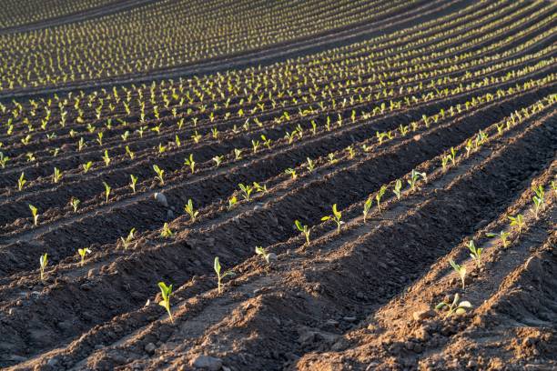 Rows of young plug plants growing in a field stock photo