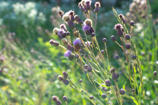istock Thorny weed in the field, field thistle, sow thistle. 1330599381