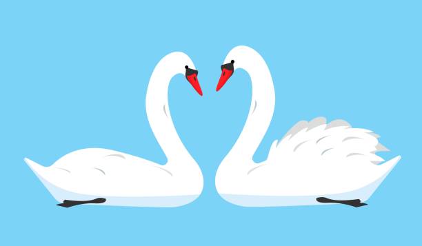 ein paar weiße schwanenvögel symbol auf blauem hintergrund isoliert. - swan stock-grafiken, -clipart, -cartoons und -symbole