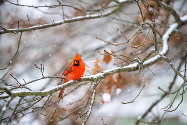 Single one male red northern cardinal Cardinalis bird sitting perched on oak tree branch during winter snow in Virginia with crest and beak looking down Single one male red northern cardinal Cardinalis bird sitting perched on oak tree branch during winter snow in Virginia with crest and beak looking down northern cardinal photos stock pictures, royalty-free photos & images