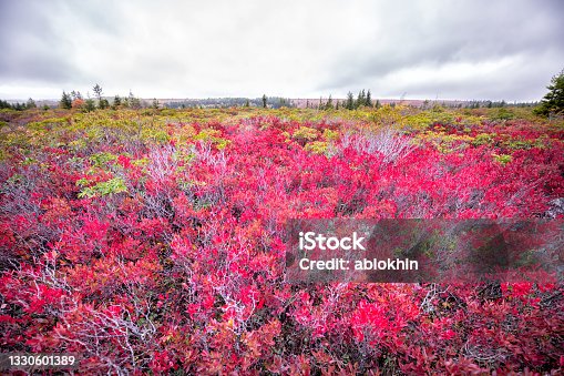 istock Allegheny mountains at Bear rocks in autumn fall season in Dolly Sods, West Virginia with red colorful bilberry bushes wide angle view on cloudy day 1330601389