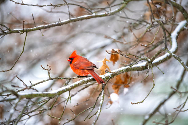 istock Single one male red northern cardinal Cardinalis bird sitting perched on oak tree branch during winter snow in Virginia with snowing weather and leaves 1330603533