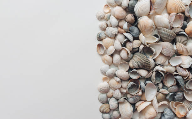 istock Light and gray seashells lie on white paper. Natural background with copy space. 1330605186