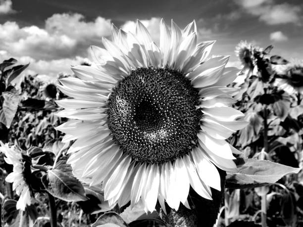 istock Shades of a Sunflower 1330605258