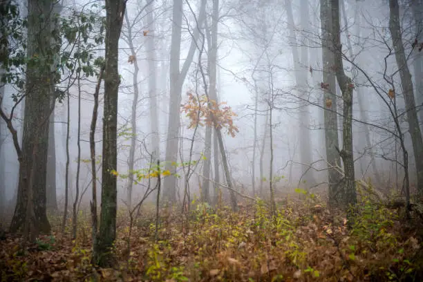 Trees trunks branches forest woods in morning fog foggy misty weather on Cedar Cliffs hiking trail in Wintergreen Resort ski town in Virginia
