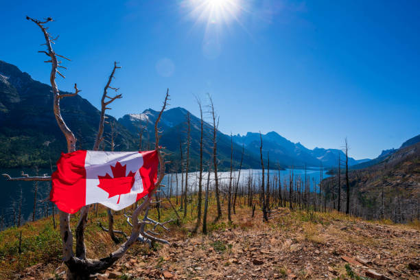 istock Dead trees destroyed by forest fire,Waterton Lakes National Park , Canada 1330606787