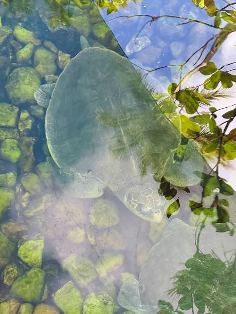 Turtle at the bottom of the lake