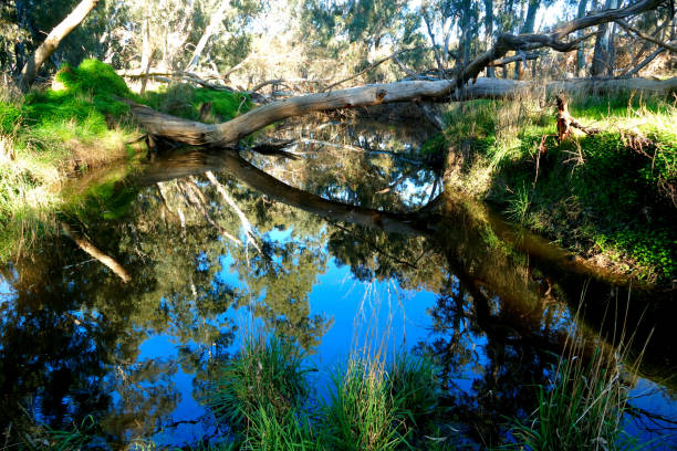 Lockwood, Victoria, Australia Small rural stream running just South of Bendigo bendigo photos stock pictures, royalty-free photos & images