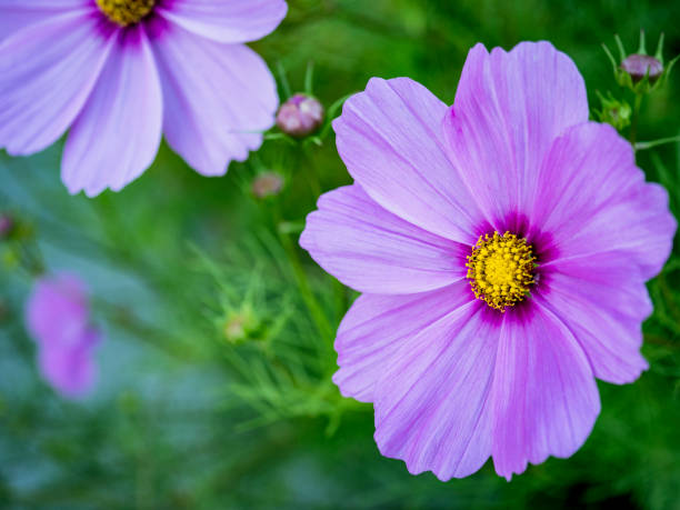 cosmos bipinnatus in crescita a seattle aiuola - seattle close up petal purple foto e immagini stock