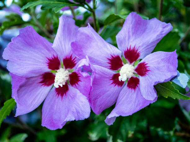 rose of sharon blossoms nel giardino di seattle - seattle close up petal purple foto e immagini stock