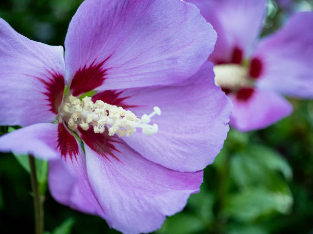rosa viola di sharon fiori che sbocciano nello stato di washington - seattle close up petal purple foto e immagini stock