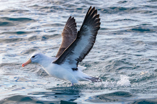 istock Black-browed Mollymawk Albatross in Australasia 1330609036