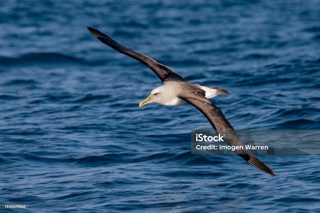 Buller's Mollymawk Albatross in Australasia Small albatross with distinctive yellow and black bill. Albatross Stock Photo