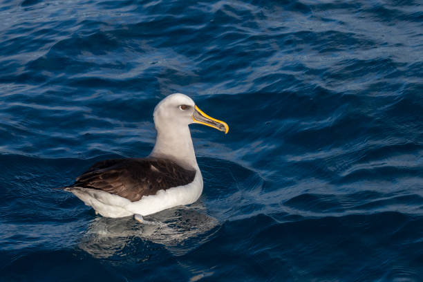 Buller's Mollymawk Albatross in Australasia Small albatross with distinctive yellow and black bill. mollymawk photos stock pictures, royalty-free photos & images