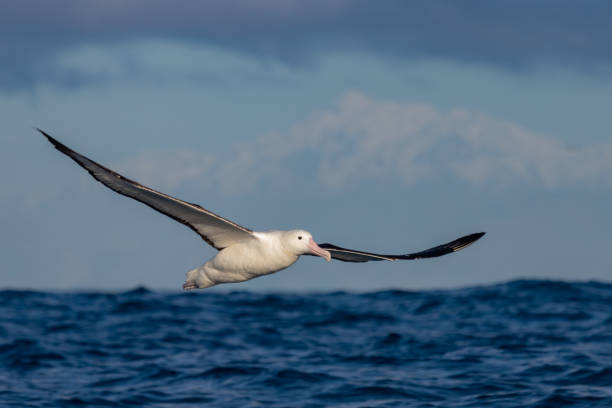 Northern Royal Albatross in Australasian Waters Large, elegant albatross often seen around New Zealand. albatross stock pictures, royalty-free photos & images
