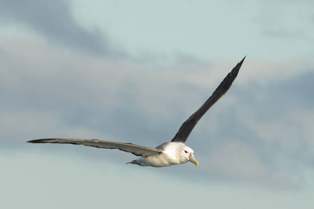 istock White-capped Mollymawk in Australasia 1330609095