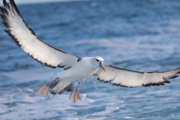 White-capped Mollymawk in Australasia Small Albatross with pale head and yellow-tipped grey bill. albatross photos stock pictures, royalty-free photos & images