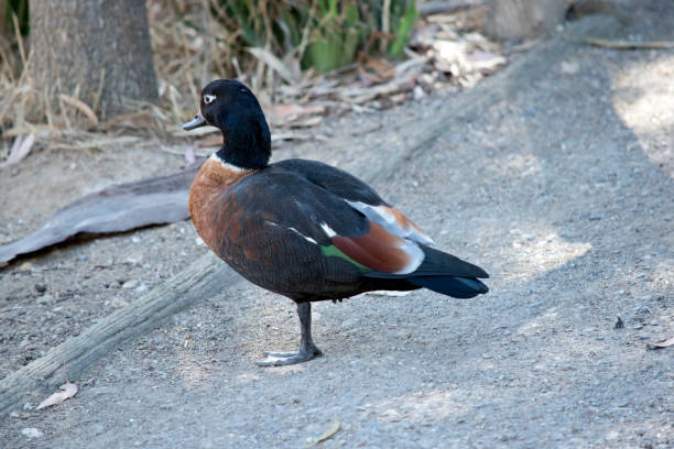 istock this is a female Australian shelduck 1330609109