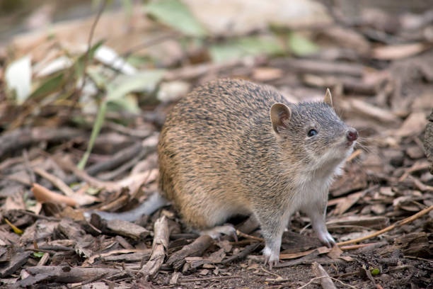 le bandicoot brun du sud est un petit marsupial - potoroo photos et images de collection