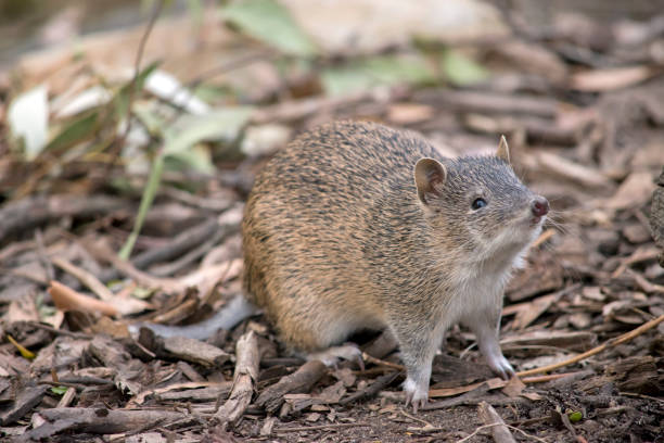 the Southern brown bandicoot is a small marsupial the Southern brown bandicoot is often mistaken for a rat marsupial stock pictures, royalty-free photos & images