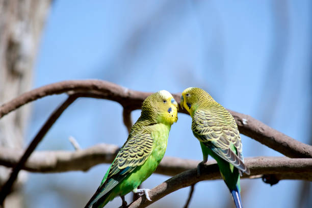 istock the two parakeets are perched on a branch 1330609830