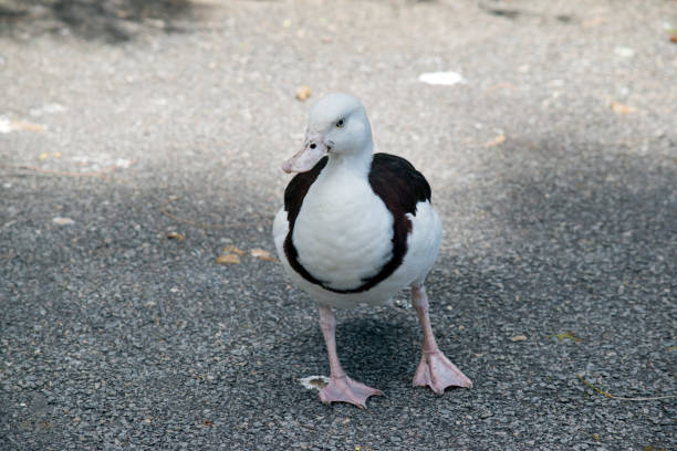 istock the radjah shelduck is walking on the path 1330609842