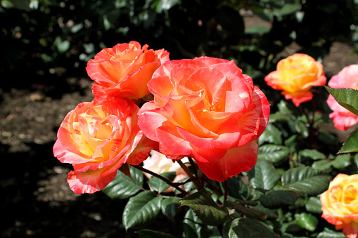 Close-up photo of orange-red roses.