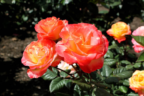 vibrant orange roses close-up - hybrid tea rose imagens e fotografias de stock