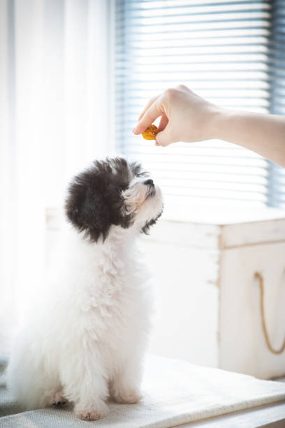 istock We are training to feed dog food. 1330611453