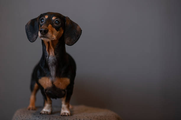 istock he puppy is looking at something with a smile. 1330611470