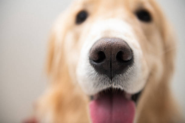 istock puppy only sees its nose against the white background. 1330611492