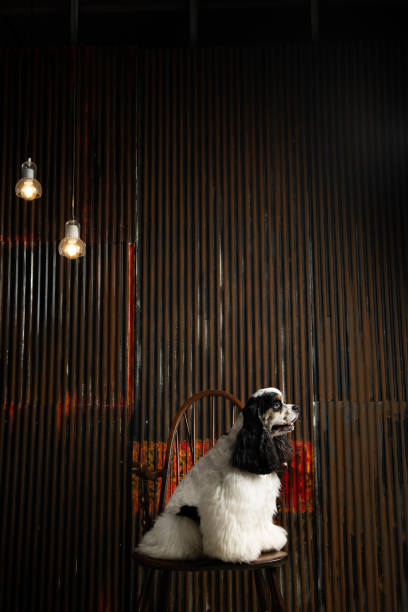 istock A dog is sitting on a chair 1330611522