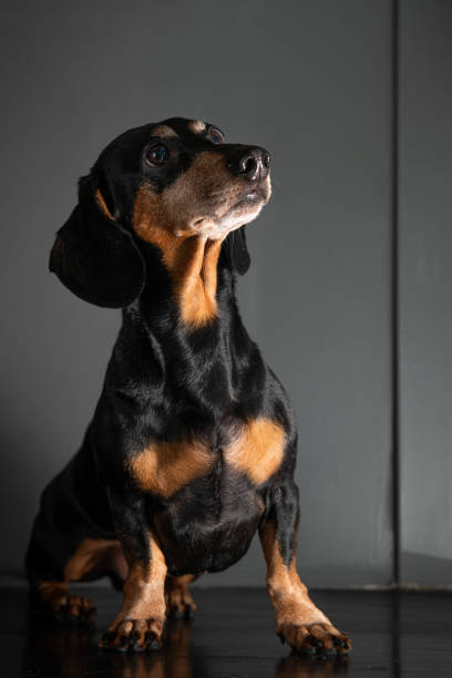istock he puppy is looking at something with a smile. 1330611552