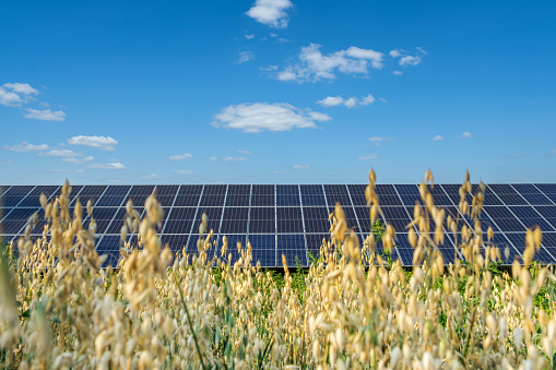 Row of solar panels on a solar farm under a blue sky in agricultural field. Solar power plant, an ecological alternative source of electricity.