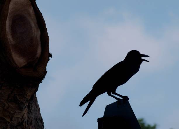 istock Animals and wildlife 1330613187