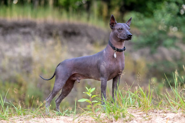 beautiful  intermediate xoloitzcuintle (mexican hairless dog) with black collar and medallion standing against  wildlife background - intermediate imagens e fotografias de stock