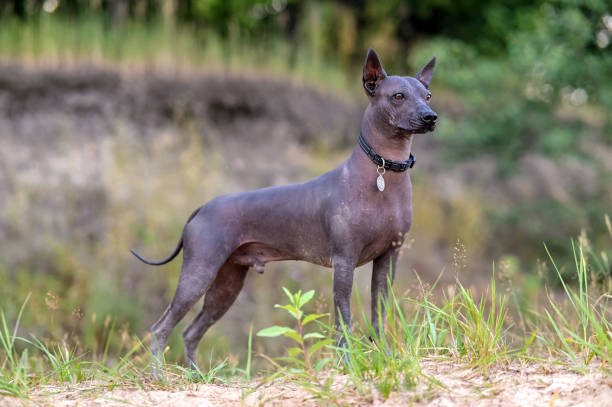 красивая промежуточная xoloitzcuintle (мексиканская голая собака) с черным воротником и медальоном, стоящая на фоне дикой природы - intermediate стоковые фото и изображения