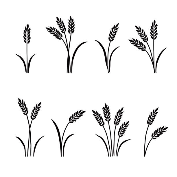 Wheat, barley, rice icon. Hand drawn Wheat, barley, rice icon. Hand drawn sketch style oat with grain. Wheat isolated vector illustration. bran stock illustrations