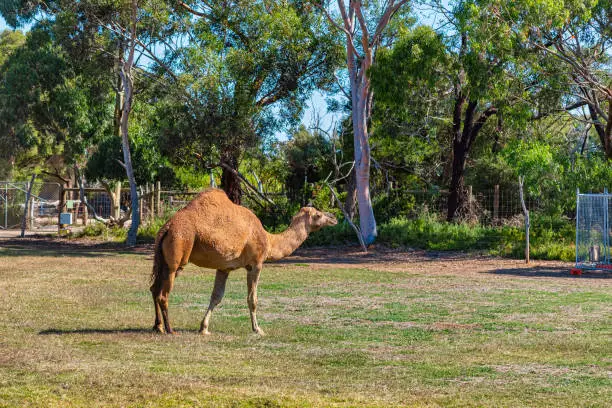 Photo of Camel in the field