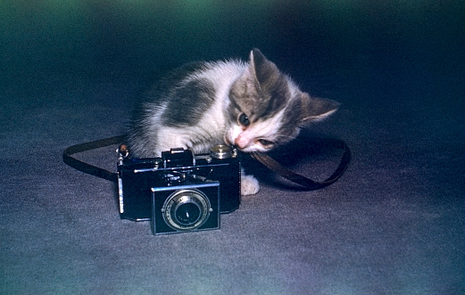 Gray and white kitten playing with old camera. Scanned film with significant grain. Taken in 1956.