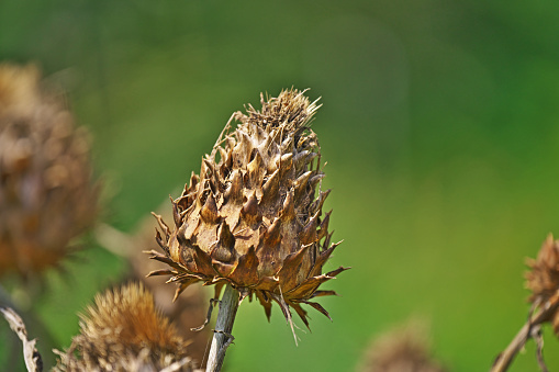 The artichoke which turned into brown\nBrown-turned artichokes